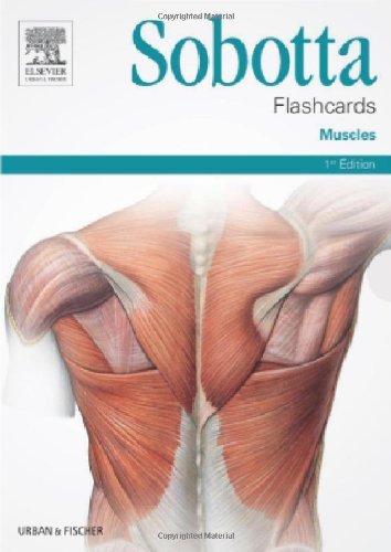 Sobotta Flashcards Muscles: Muscles