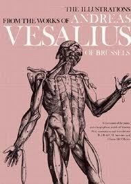 The Anatomical Drawings Of Andreas Vesalius