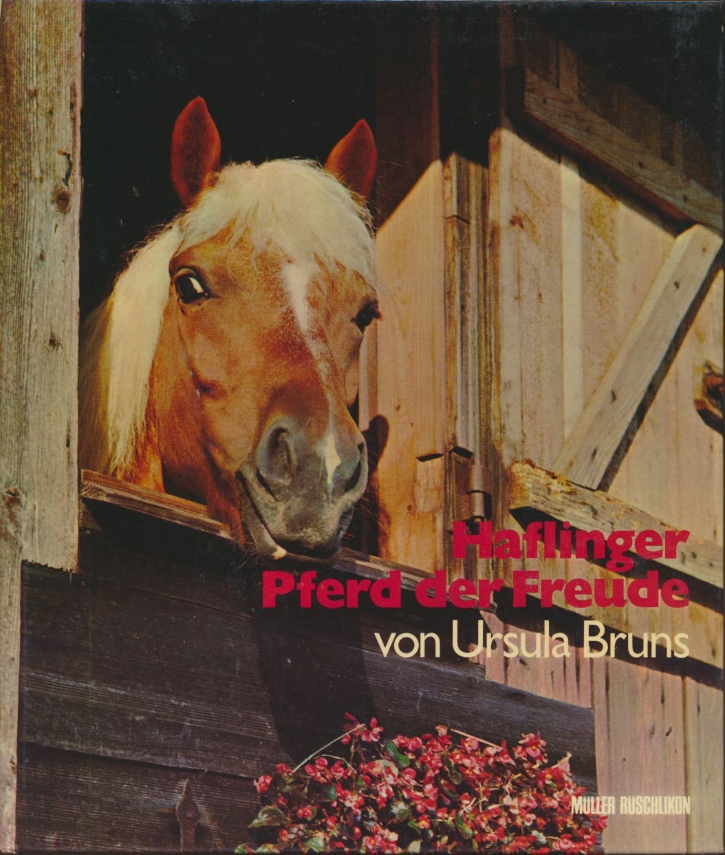 Haflinger - Pferd der Freude.