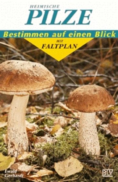 Heimische Pilze