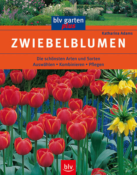 Zwiebelblumen