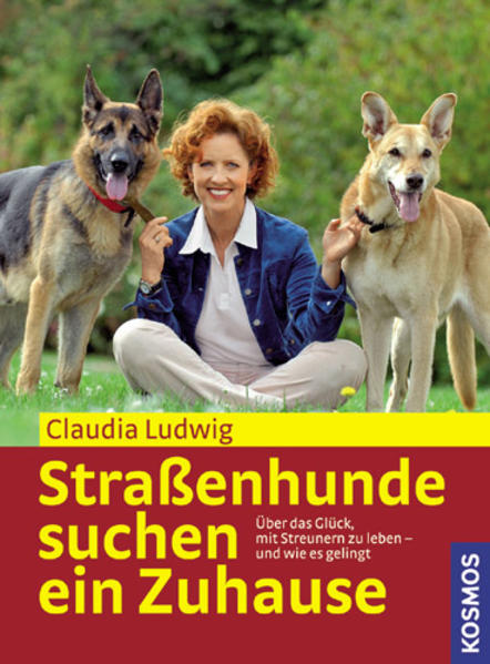 Straßenhunde suchen ein Zuhause