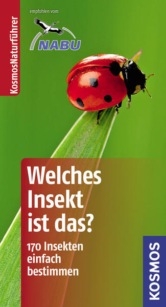 Welches Insekt ist das?