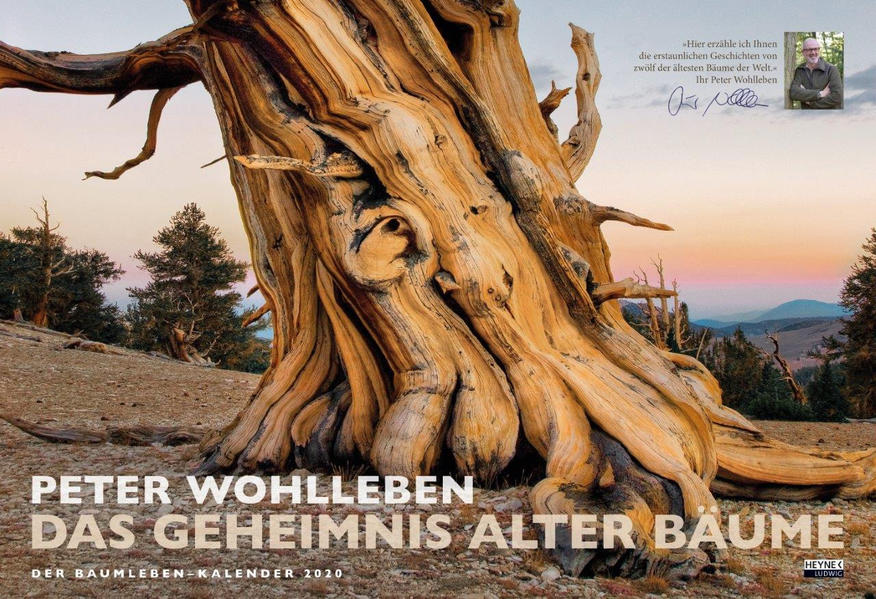 Das Geheimnis alter Bäume