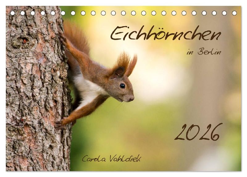 Eichhörnchen in Berlin (Tischkalender 2026 DIN A5 quer), CALVENDO Monatskalender