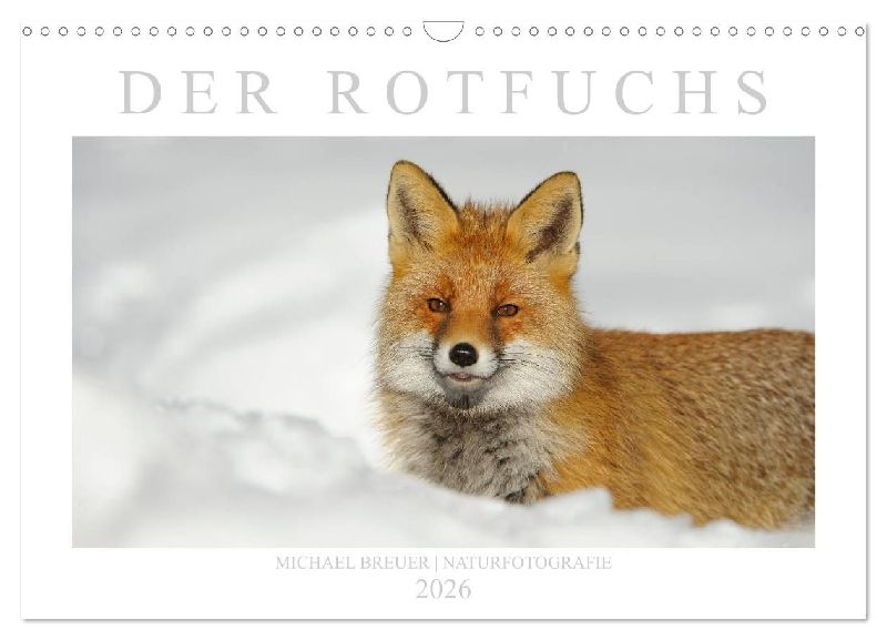 Der Rotfuchs (Wandkalender 2026 DIN A3 quer), CALVENDO Monatskalender