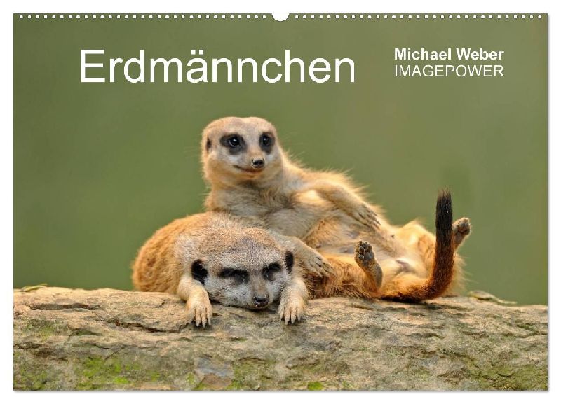Erdmännchen - Tierkinder (Wandkalender 2026 DIN A2 quer), CALVENDO Monatskalender