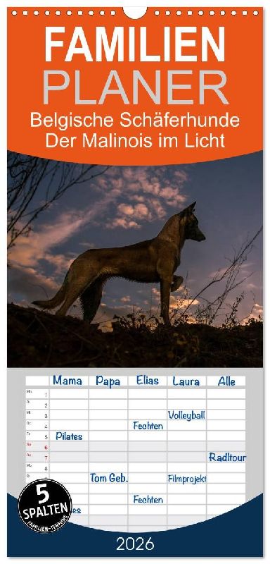 Familienplaner 2026 - Belgische Schäferhunde - Der Malinois im Licht mit 5 Spalten (Wandkalender, 21 x 45 cm) CALVENDO