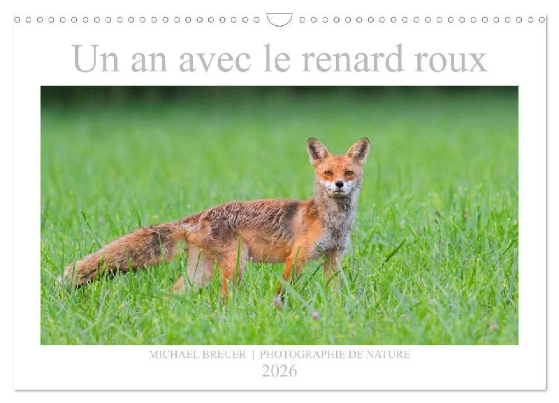 Un an avec le renard roux (Calendrier mural 2026 DIN A3 vertical), CALVENDO calendrier mensuel