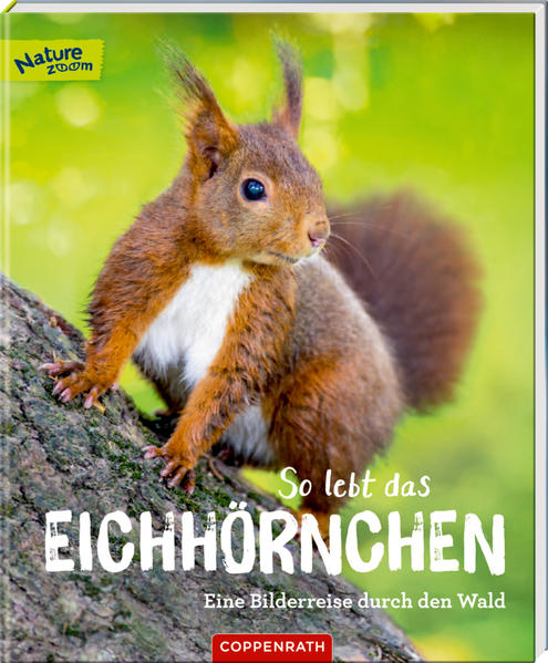 So lebt das Eichhörnchen