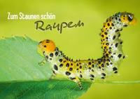 Zum Staunen schön: Raupen (Posterbuch DIN A4 quer)