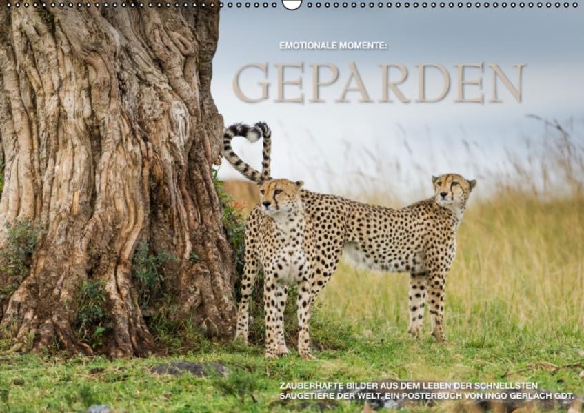 Emotionale Momente: Geparden (PosterbuchDIN A3 quer)