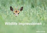 Wildlife Impressionen (Posterbuch DIN A4 quer)