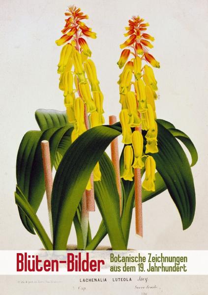 Blüten-Bilder: Botanische Zeichnungen aus dem 19. Jahrhundert (Posterbuch DIN A3 hoch)