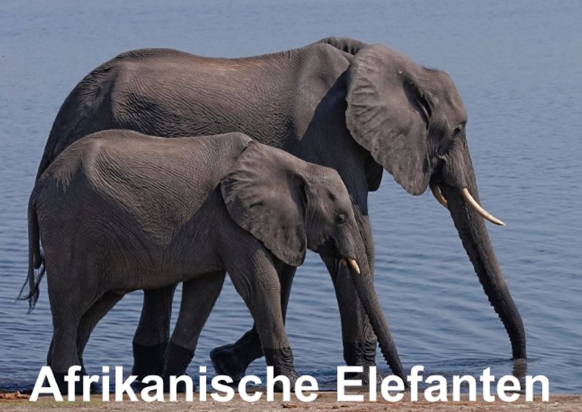 Afrikanische Elefanten (Posterbuch DIN A3 quer)