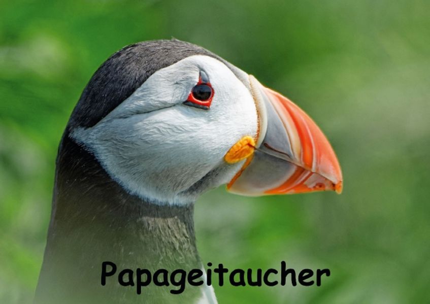 Papageitaucher (Posterbuch DIN A3 quer)