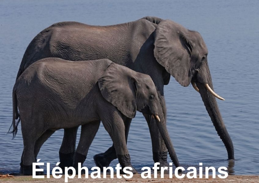 Éléphants africains (Livre poster DIN A3 horizontal)