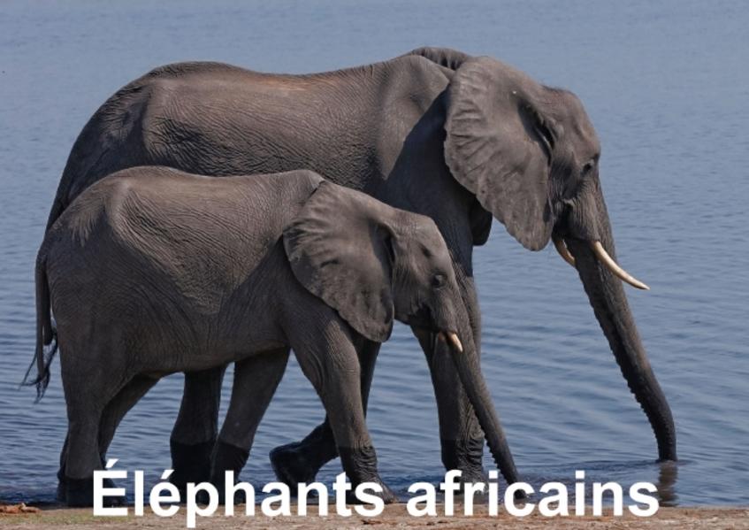 Éléphants africains (Livre poster DIN A4 horizontal)