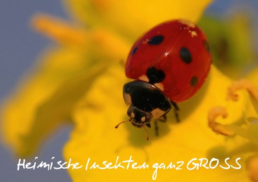 Heimische Insekten ganz GROSS (Posterbuch DIN A2 quer)