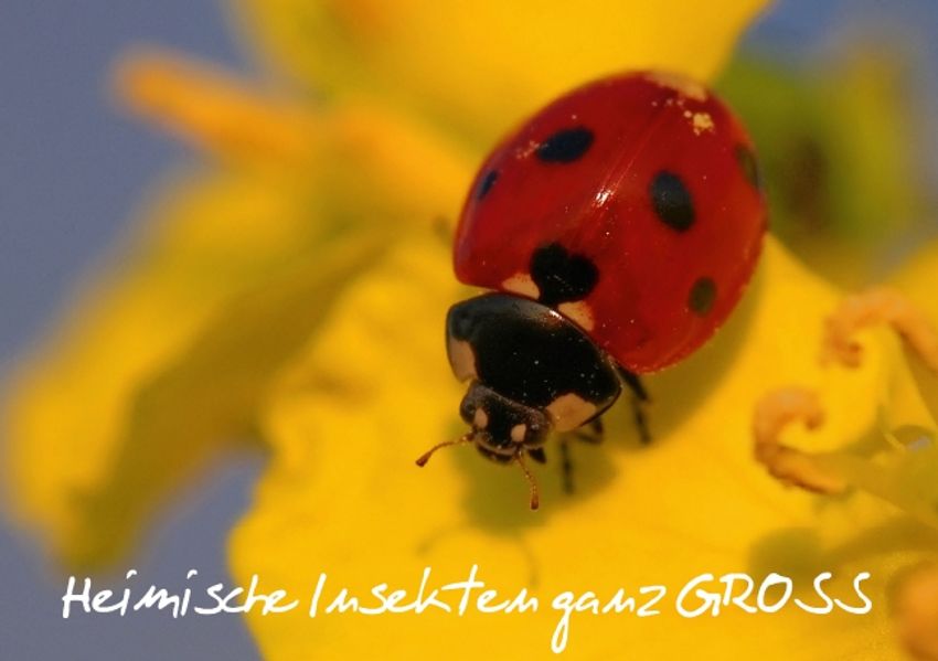 Heimische Insekten ganz GROSS (Tischaufsteller DIN A5 quer)