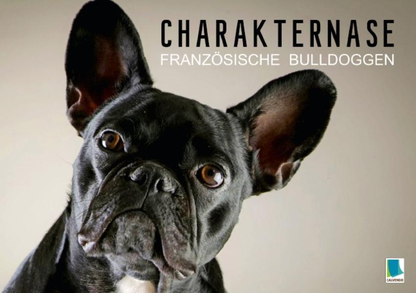 Charakternase: Französische Bulldoggen (Tischaufsteller DIN A5 quer)