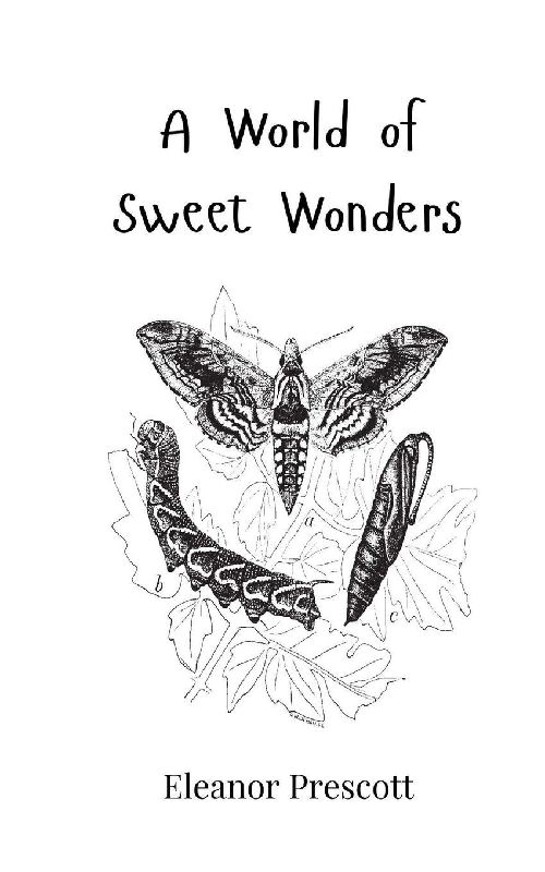 A World of Sweet Wonders