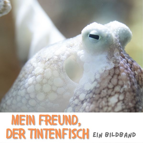 Mein Freund, der Tintenfisch