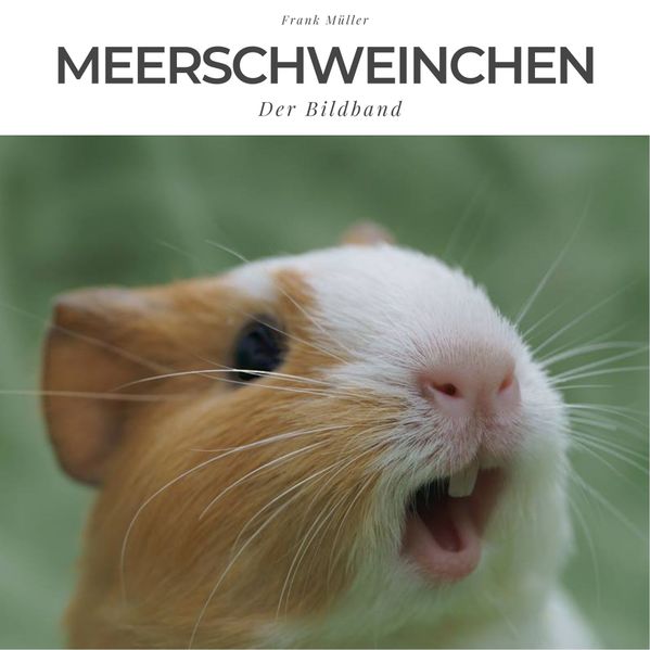 Meerschweinchen