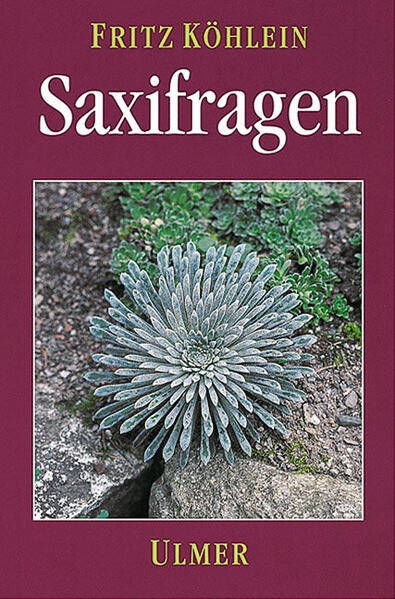 Saxifragen