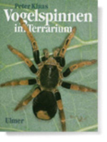 Vogelspinnen im Terrarium
