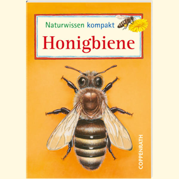 Naturwissen kompakt: Honigbiene