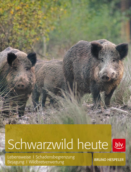 Schwarzwild heute  