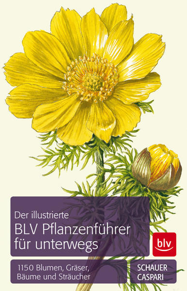 Der BLV Pflanzenführer für unterwegs  