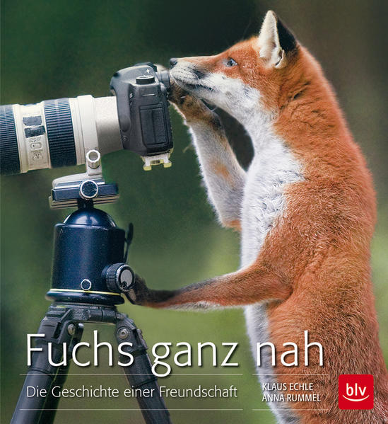 Fuchs ganz nah