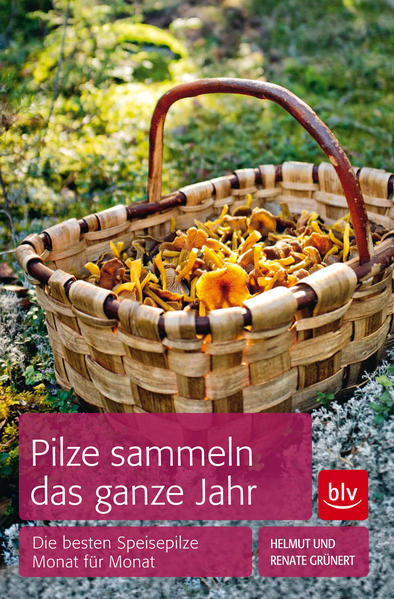 Pilze sammeln das ganze Jahr