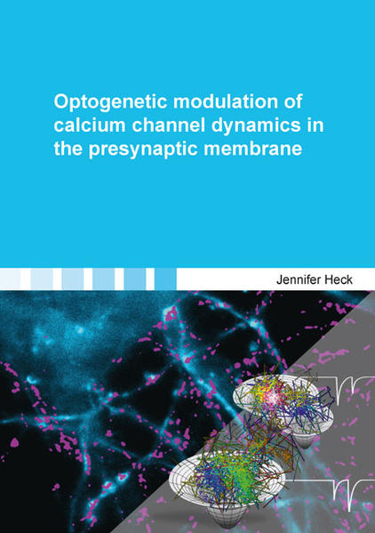 Optogenetic modulation of calcium channel dynamics in the presynaptic membrane