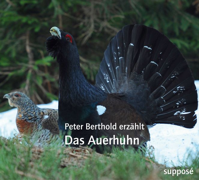 Das Auerhuhn