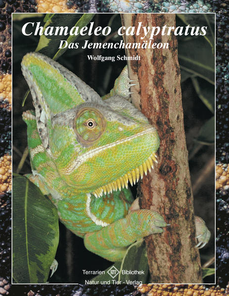 Chamaeleo calyptratus