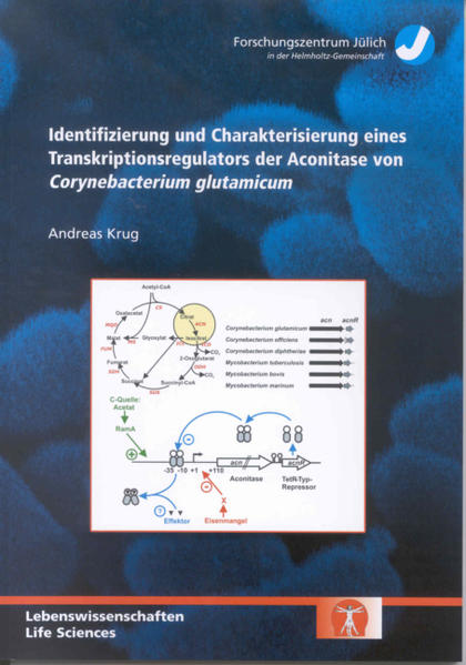 Identifizierung und Charakterisierung eines Transkriptionsregulators der Aconitase von Corynebacterium glutamicum
