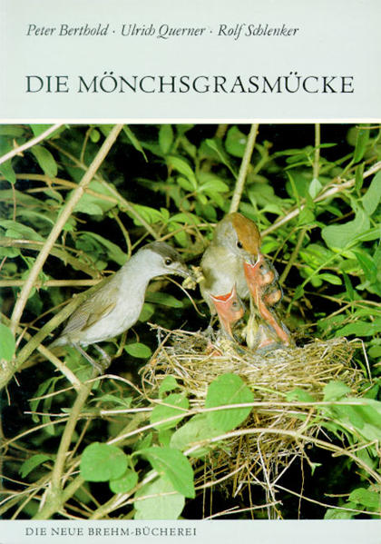 Die Mönchsgrasmücke
