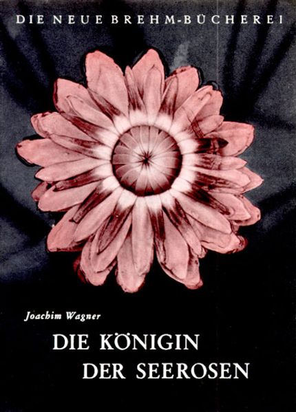 Die Königin der Seerosen