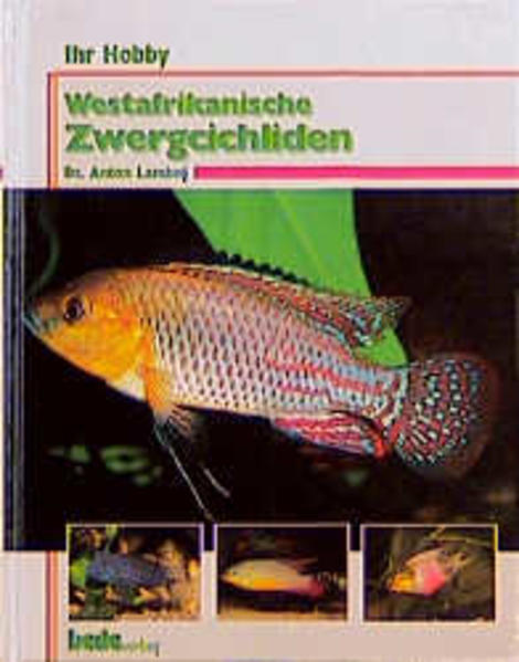 Ihr Hobby Westafrikanische Zwergcichliden