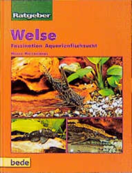 Ratgeber Welse