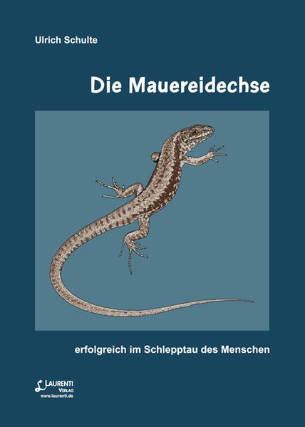 Die Mauereidechse