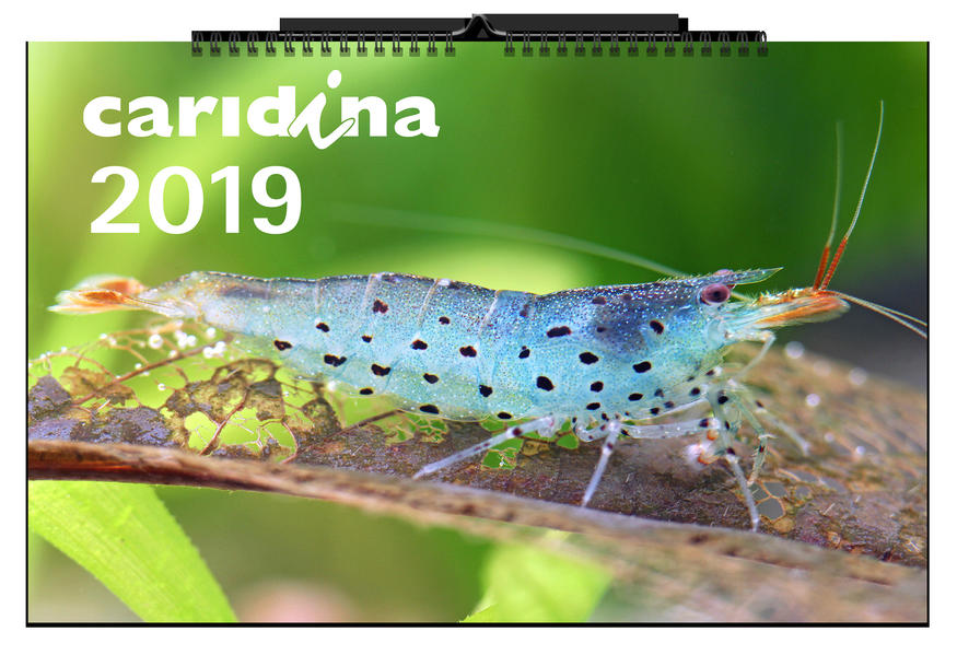 caridina-Kalender 2019