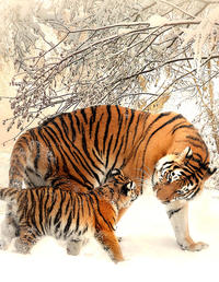 Fantasy Notizbuch: Tiger im Schnee - weiße Seiten mit Eckmotiv