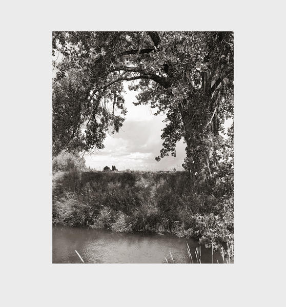 Cottonwoods