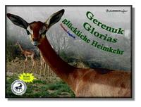 Gerenuk Glorias glückliche Heimkehr